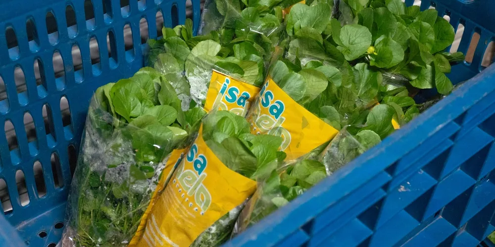 Tecnologia, manejo técnico e produção em ambiente protegido impulsionam o crescimento da Isabela Hortaliças, em Itaiacoca