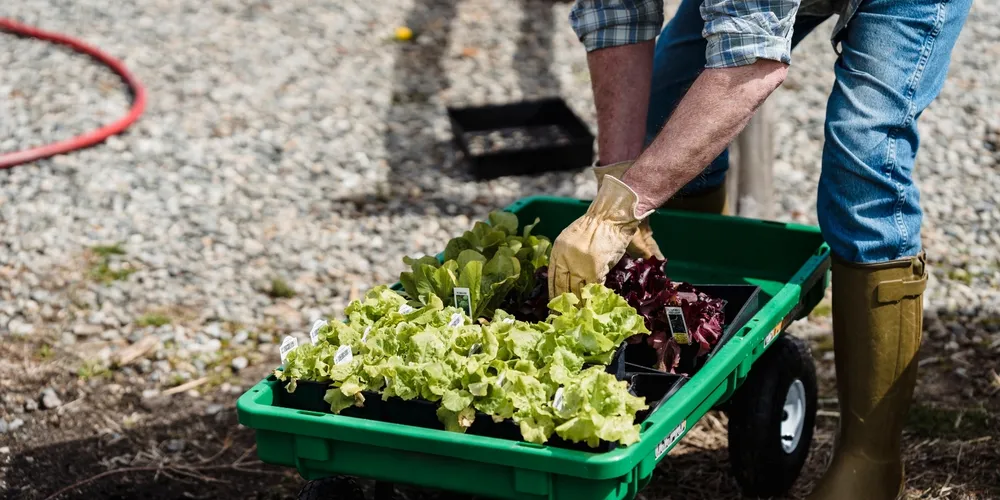 Cultivo de hortaliças e frutas ganha relevância econômica no Paraná