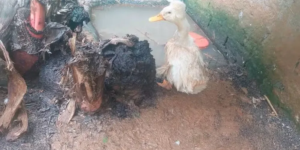 Até o momento, 294 animais foram retirados da propriedade em caráter emergencial
