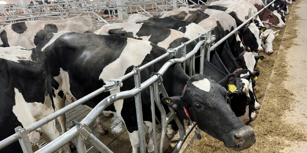 A ordenha com robô funciona da seguinte forma: os animais ficam livres e, quando sentem vontade de serem ordenhados, quando estão com bastante leite, vão até o robô