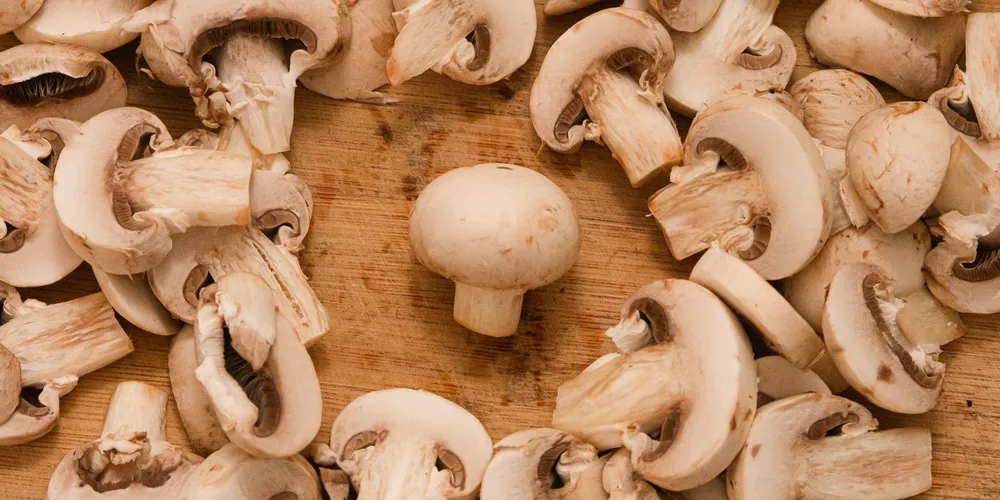 Estufas de alta tecnologia no Paraná recebem matrizes biológicas importadas para acelerar a produção de Champignon de Paris