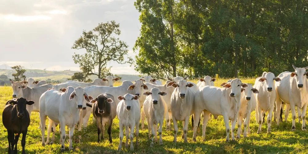 Uso de medicamentos antimicrobianos divide opiniões entre frigoríficos e criadores de gado no Brasil