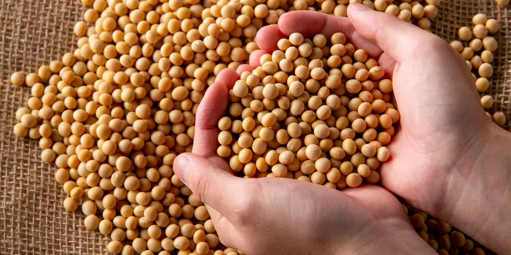 Oleaginosa brasileira se aproxima de R$ 140 por saca