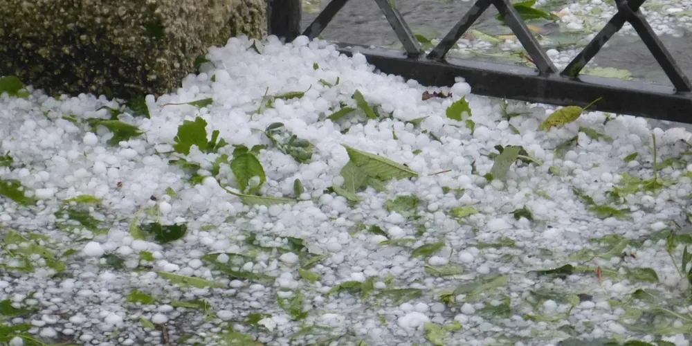 Tempestades severas provocaram estragos estruturais e acamamento em plantações na região