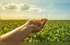 Boletim Agro traz um panorama das commodities no Paraná