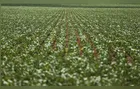 Entenda impasse entre bancada do agro e governo sobre dívidas rurais