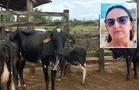Mulher morre pisoteada por vaca ao tirar leite