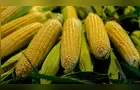Brasil colheu 28,5% da área plantada de milho safrinha