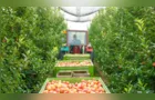 Frete do agronegócio sobe no Norte do Paraná e expõe gargalos que vão além da safra