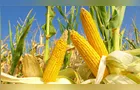 Governo aprova zoneamento agrícola para safra de verão do milho