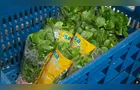 Hidroponia impulsiona produção familiar da Isabela Hortaliças em Ponta Grossa