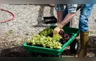Horticultura gera R$ 10 bilhões na economia paranaense