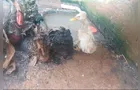 Ibama interdita zoológico clandestino com 655 animais em SC