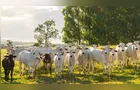 Pecuária tenta acordo sobre antimicrobianos após exigência da UE