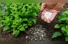 Produção nacional de fertilizantes intermediários cai 9,2% em abril