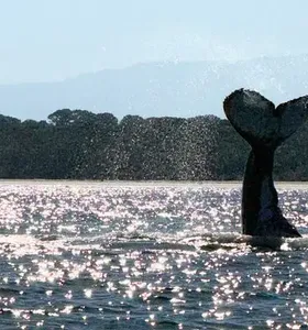 As imagens registradas por Tathi mostram a baleia em frente ao Forte da Ilha do Mel e chamaram a atenção pela aproximação do animal
