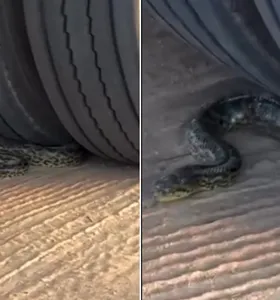 Pouco tempo depois do flagrante, a sucuri começou a se desenrolar sozinha do pneu, desceu e seguiu o seu rumo natural