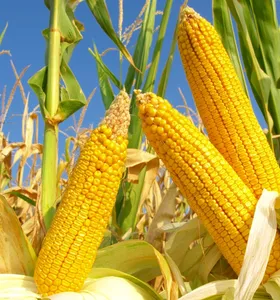 Governo aprova zoneamento agrícola para safra de verão do milho