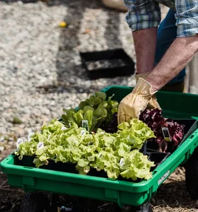 Horticultura gera R$ 10 bilhões na economia paranaense