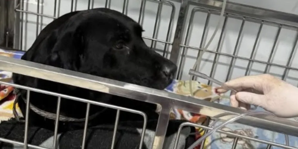 Após o resgate, Lua foi levada a uma clínica veterinária, onde recebeu oxigênio e medicamentos para controlar as dores