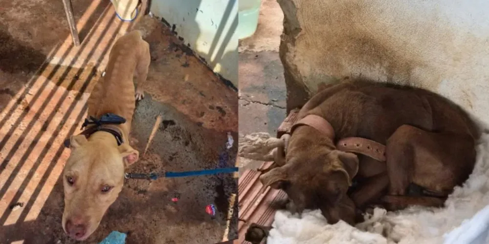 Os cachorros estavam sem água, comida e com as costelas aparentes