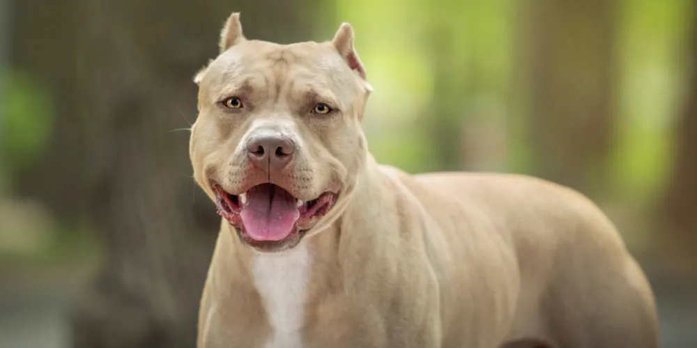 Cães da raça pitbull