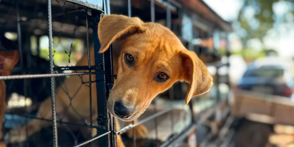 Até o momento, a fase 5 do CastraPet Paraná esterilizou 56,4 mil animais de 306 municípios paranaenses