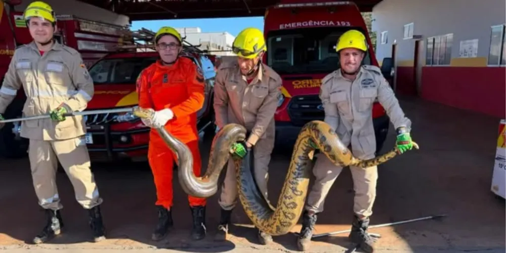 A serpente foi capturada e colocada em uma caixa de contenção