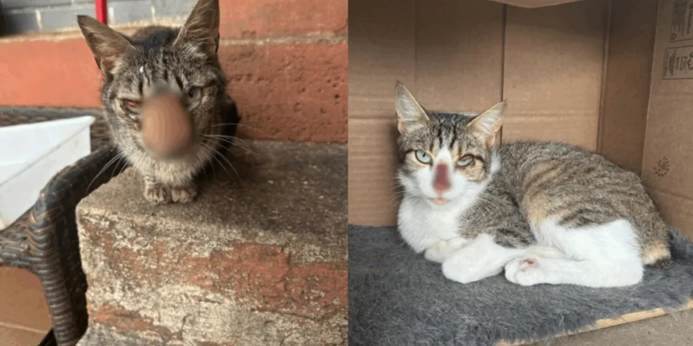 Imagens mostram gatos abandonados e casa cheia de objetos no quintal em Curitiba
