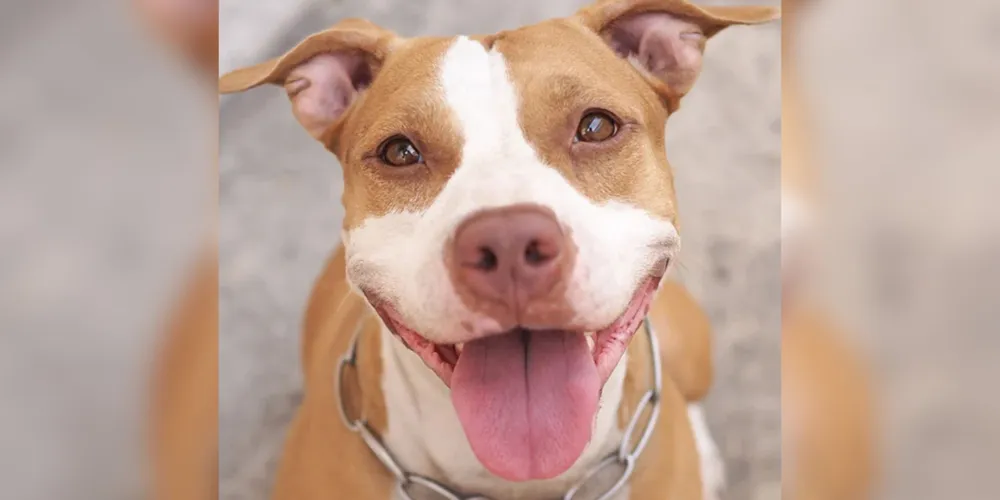 Cachorros da raça Pitbull podem ser proibidos no Brasil
