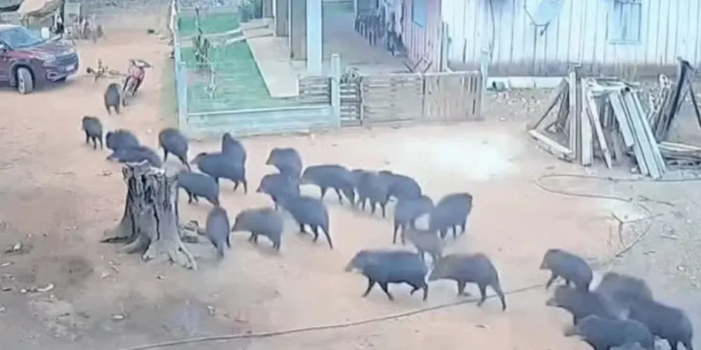 Porcos do Mato invadem propriedade em Querência