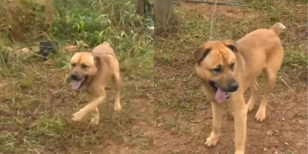 Cachorro fica amarrado em corrente presa a poste em Campo Magro