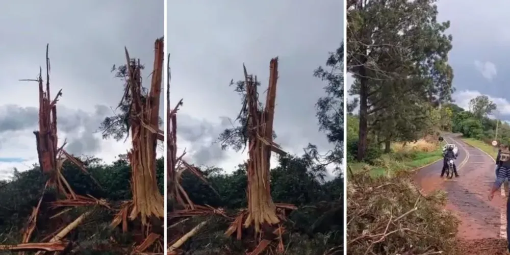 Árvores foram destruídas pelos raios