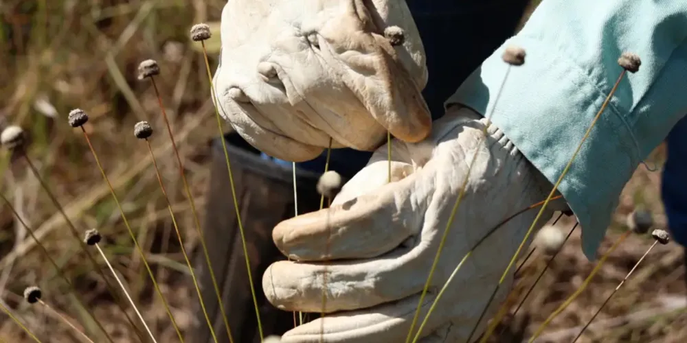 Algumas espécies de plantas raras e consideradas extintas da natureza há mais de 30 anos foram encontradas
