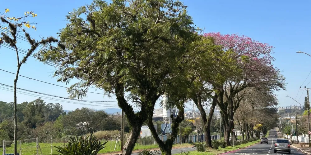 Árvores na avenida Visconde de Mauá