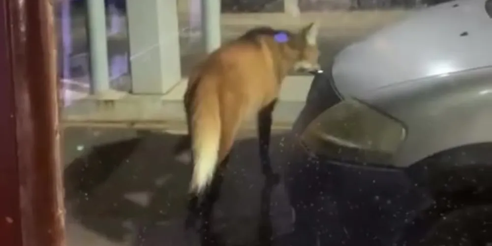 Animal foi visto nessa sexta-feira (28)