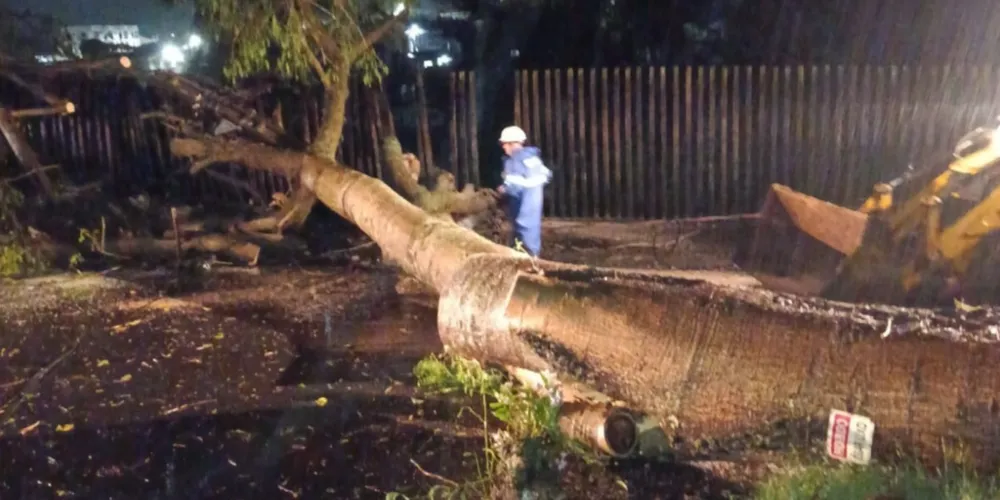 Queda de árvore em Telêmaco Borba
