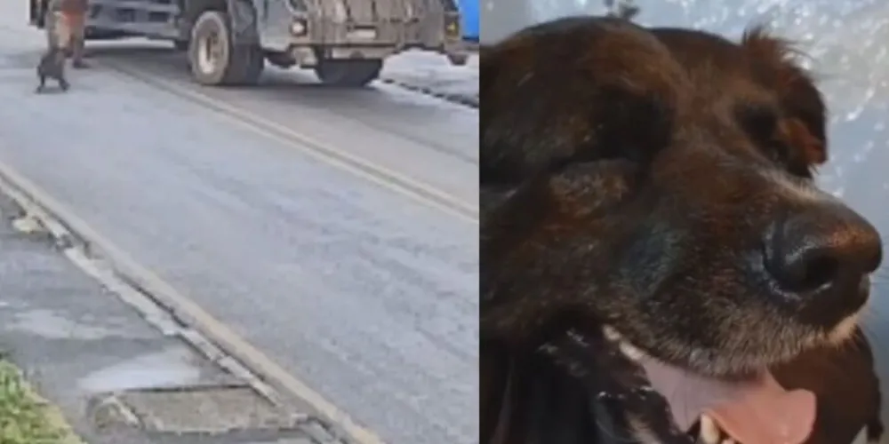 Foto cão comunitário