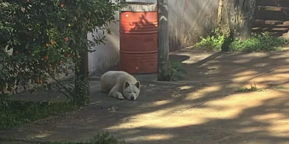 Cachorro possui restrições alimentares e segue uma dieta específica prescrita por um médico-veterinário