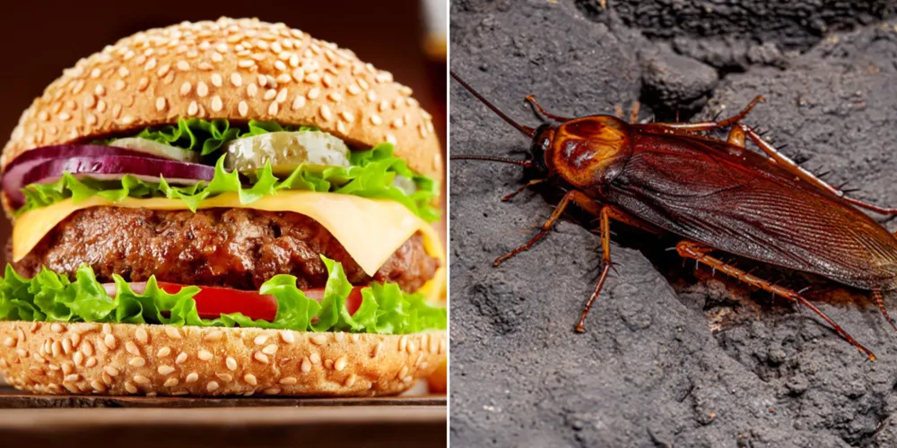 Mulher comprou o “Cheeseburguer M” e, após morder parte do alimento, percebeu a presença de uma barata dentro do sanduíche