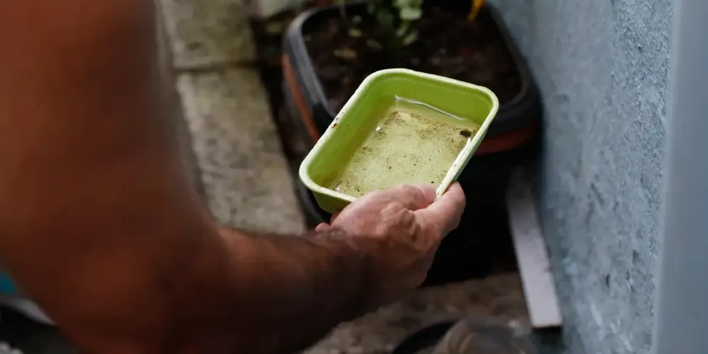 A elevação das temperaturas e o aumento das chuvas em certos locais estimulam o acúmulo de água, o que cria ambientes propícios para criadouros do vetor