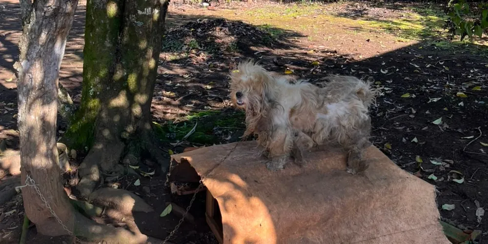 Cão encontrado em ambiente insalubre