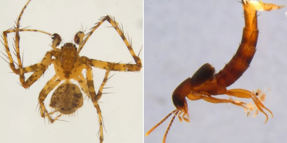 Entre os principais achados da pesquisa está a descoberta de duas novas espécies de invertebrados encontradas no interior da furna: uma aranha-pirata, identificada no estudo como cf Mimetus penicilatus (Theridiidae), e um besouro Myllaena sp. nov. (Staphylinidae