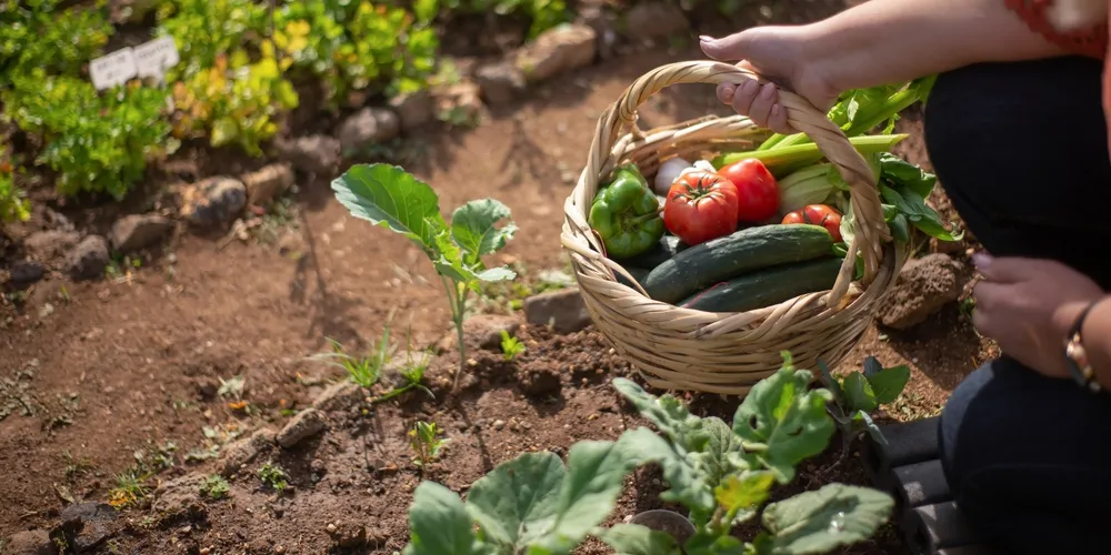 Prática de hortas em espaços reduzidos incentiva a sustentabilidade e o cultivo de alimentos frescos em ambientes domésticos