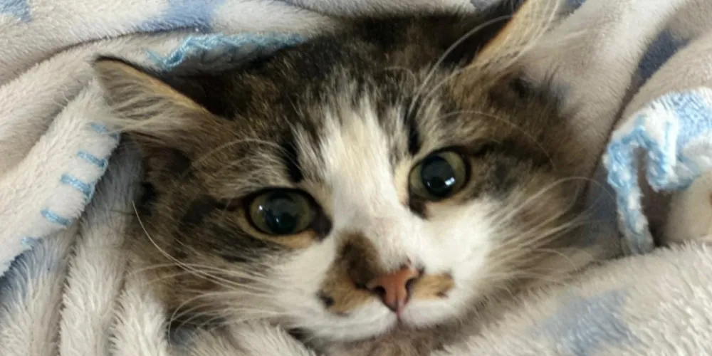 O Vet-Móvel Paraná é voltado à ampliação do acesso à saúde e ao bem-estar de cães e gatos