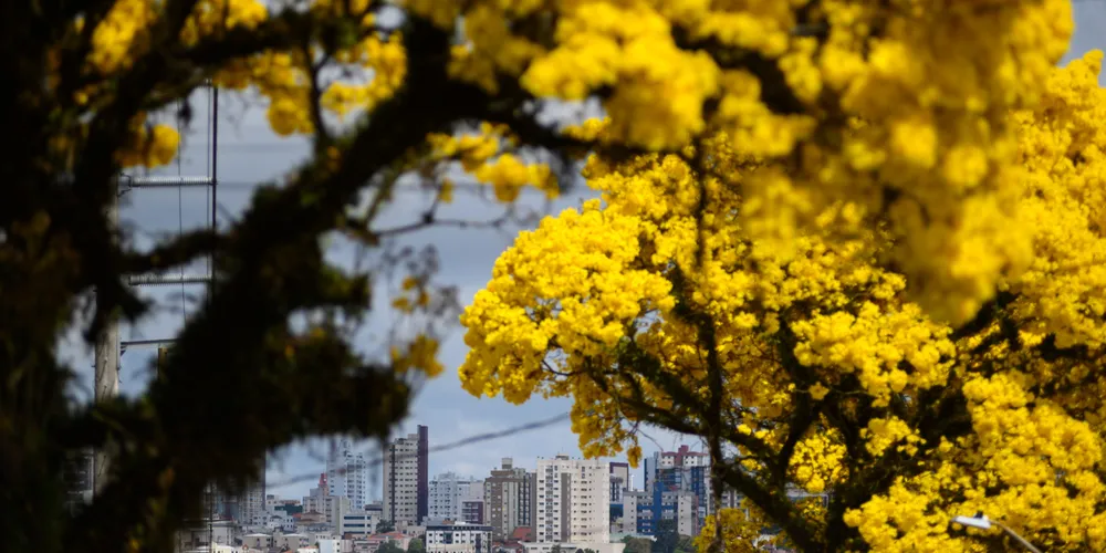 Ipê florido na Rua Afonso Celso, em Uvaranas