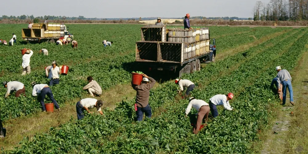 Contingente de trabalhadores no agronegócio brasileiro somou 27,79 milhões de pessoas no primeiro trimestre de 2026