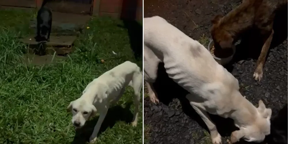 Animais apresentam magreza extrema e sinais de abandono
