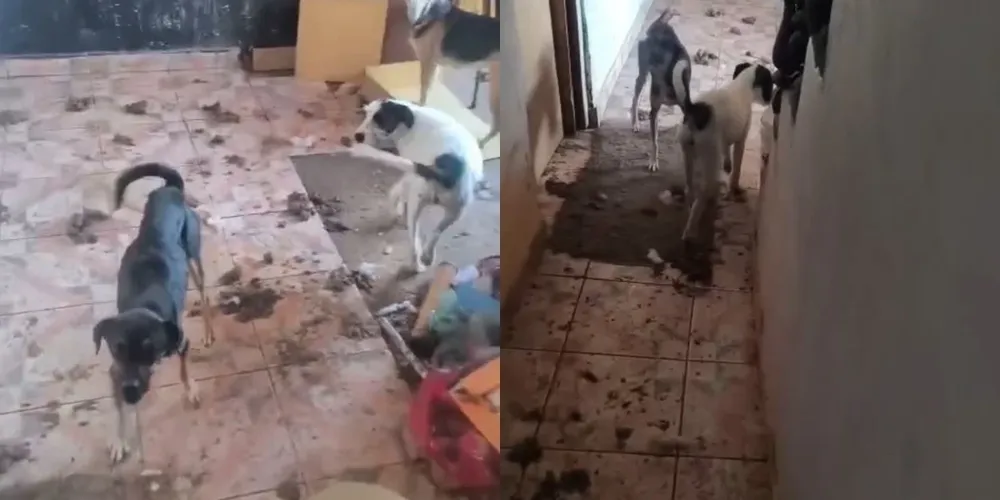 Os animais foram encaminhados a Organizações Não Governamentais (ONGs) de proteção animal