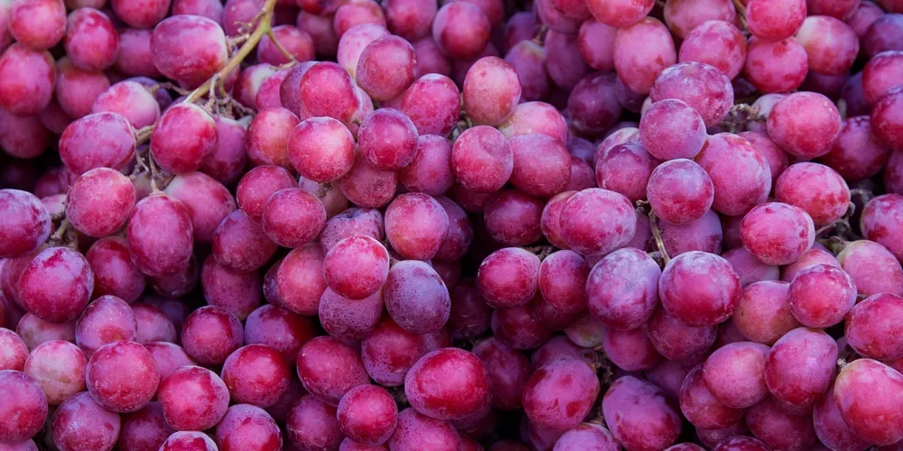 Marialva concentra mais de 41% de todo o VBP gerado pelo fruto no Paraná